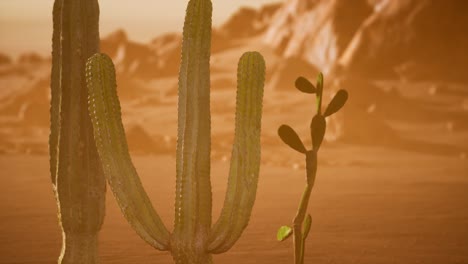 Atardecer-En-El-Desierto-De-Arizona-Con-Cactus-Saguaro-Gigante